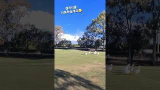 오리갤러리들땜에 긴장되요#shorts#골프#골프라운딩