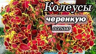 Семена больше не покупаю! Колеус черенкую осенью