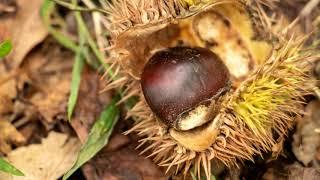 Wild And Edible. Chinkapin Nuts