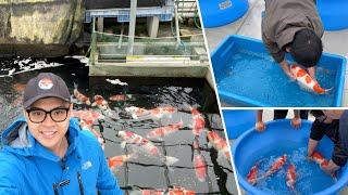 Momotaro Koi Farm, one of the LARGEST KOI BREEDERS in the world