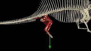 Study reveals the twists and turns of mammal evolution from a sprawling to upright posture