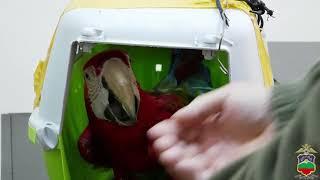 Полицейские Черкесска вернули похищенного из квартиры попугая ара законному владельцу
