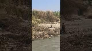 The quick brown fox jumps over the lazy dog | #clever #fox