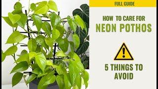 How to Care for Neon Pothos + 5 Things to AVOID! Epipremnum aureum