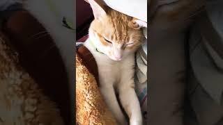 Sleeping is my favourite Hobby  #ownpetz #sleeping #cat #kitty #video #kittu