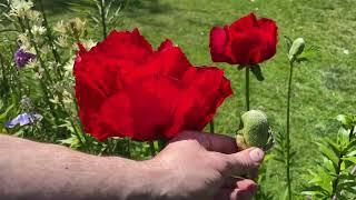 Giant Poppy, Papaver Oriental Beauty of Livermore