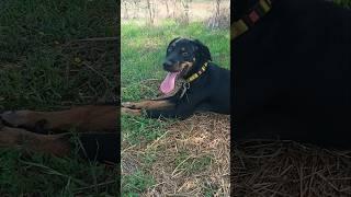 Грозасосиска ягдтерьер german jagdterrier hunting dog