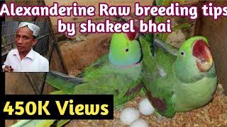 alexandrine parrot breeding tips | shakeel bhai setup || Raw breeding formula & diet