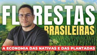 Quais as BASES do setor FLORESTAL no Brasil? #Florestas