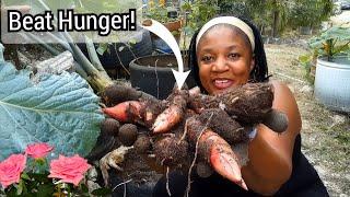 How To Beat Hunger With No Money! It's Easy! GROWING FOOD! Coco Yam Harvest