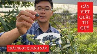 Cây Việt Quất Tứ Quý - Trái Ngọt Quanh Năm, ngay trong vườn nhà ️: 0968.750.386 - 092.391.6866