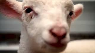 Farm Animal Rescue - SANCTUARY DocumentaryTrailer