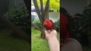 Can you tell the king parrot’s like sunflower seeds? #birdsofaustralia #parrot #birdlifeaustralia