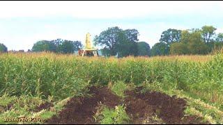 Muddy Maize Harvest!  Really Wet Season Makes Harvest Well-Nigh Impossible!