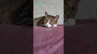 ОНИ МОЯ СЕМЬЯ️ #cat #котики #животные