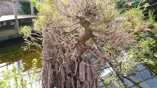 Visiting local Japanese garden and nursery #Bonsai #Garden