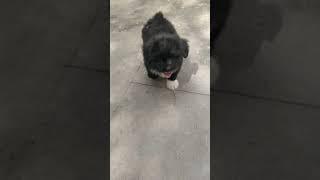 Lhasa Apso Puppy training