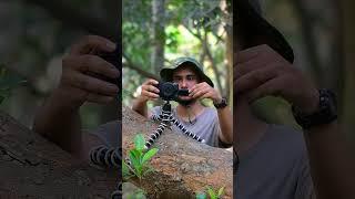 Nikon Z30 | #vlog  #shorts  #vlogingcamera  #youtubeshorts  #nature  #wildlifephotography