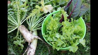 What I am Planting And Harvesting in Zone 6a/6b In Late October-Fall Vegetable Garden