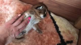 Каракал атакует. Смешной котёнок. Caracal attack. Funny kitten.