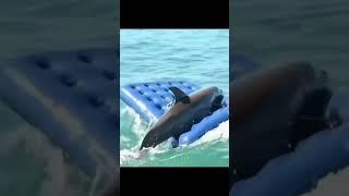  #funny #shorts #youtube #music #song #dolphin #cute #cuteanimals