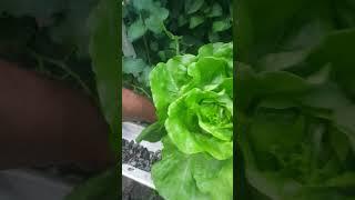 Hydroponic Butter Crunch Lettuce – 4 Weeks to Harvest! #Hydroponics #UrbanFarming #GrowYourOwnFood