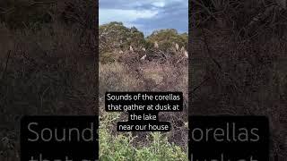 Sounds of the corellas that gather at the lake in the evening #birds #cuteanimals