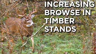 Increasing Deer Forage In Timber Stands | Habitat Management