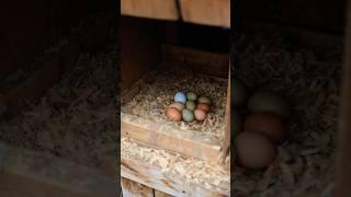 Increase Chicken Egg Production in the Winter #chickens #homesteading