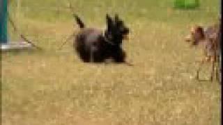 Breed All About It - Scottish Terrier