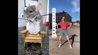 The Chinfluencers - #duet with @oidarrio he did his best  #Exploring #pets #Linus #viral #trendin