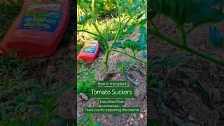 How to Transplant Tomato Suckers into a New Plant.