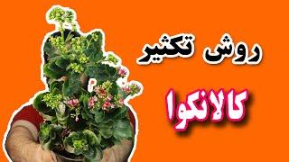 روش تکثیر گل کالانکوا