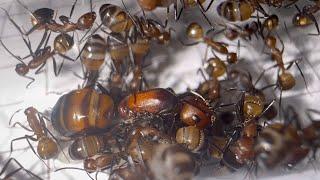 Alles was man über Camponotus nicobarensis wissen muss! | Ameiseninfo 02