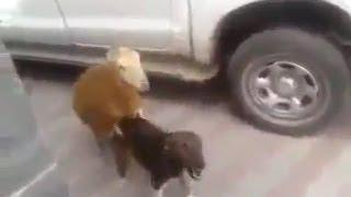 A sheep humping a dog