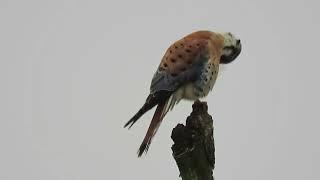 2025 Male American Kestrel Kent Wa 3001-164