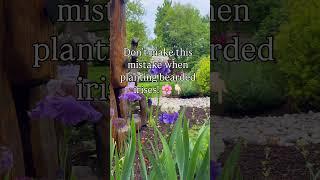 Don’t make this mistake when planting bearded irises! 