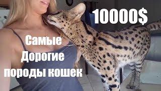 Топ самых нереально дорогих пород кошек
