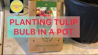 Planting Tulip Bulb in a Pot