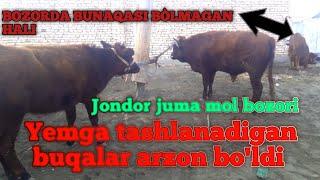 Jondor dalmundagi juma  mol bozori yemga tashlanadigan buqalar 24 12 2021