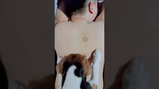 Special service for Daddy  #massage #dogmassage #beagle #dogsofttiktok #fypシ #specialservice