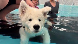 Enzo The Samoyed - First Swim!