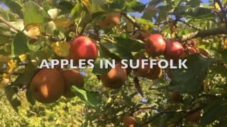 Apple Varieties UK