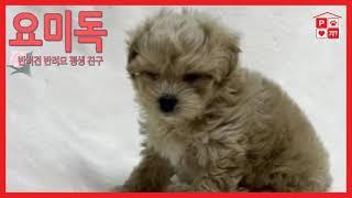 안산강아지분양 통통 귀여운 말티푸