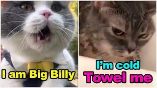 These Cats Can Speak English Better Than Hooman   Funny Cats Compilation
