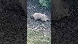 Groundhog in Ohio #nature