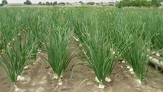 Garlic farming | Lahsun ki kheti | लहसुन की खेती | lahsun ki kheti kaise karen