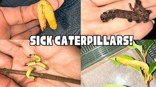 Caterpillars illness! What’s been happening