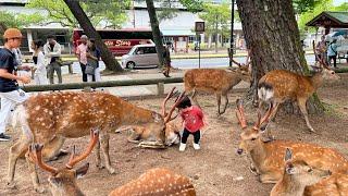 [外国人観光客] 奈良の鹿が襲った赤ちゃんを見て | 奈良公園 | 奈良鹿公園 | 奈良公園 鹿 | 奈良の鹿| 奈良鹿 | たくさんの鹿がいて嬉しい外国: 人観光客奈良公園 Nara