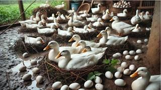 How to Raise Ducks for Eggs Effectively - Collecting Duck Eggs & Business